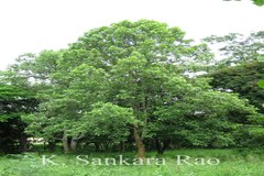 Mitragyna parvifolia